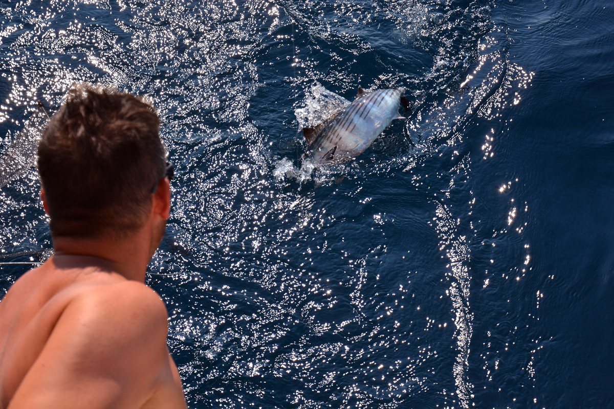 Catching the fish while sailing