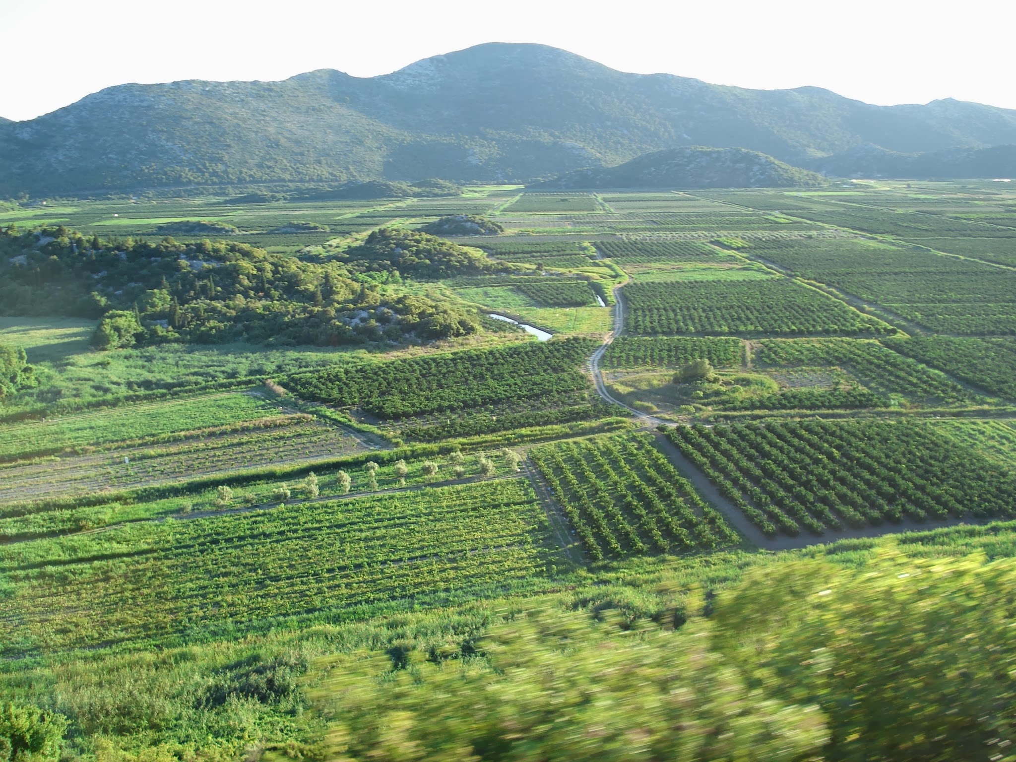 Wineyard in Croatian island